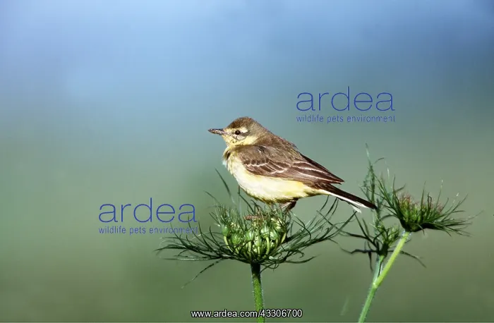 : YELLOW WAGTAIL - juvenile on flower : YELLOW WAGTAIL - juvenile on flower