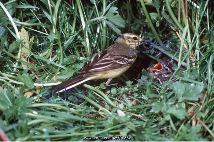 : Yellow Wagtail - male : Yellow Wagtail - male
