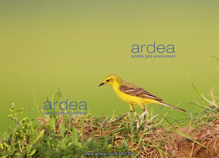  : Yellow Wagtail male hunting flies 16827