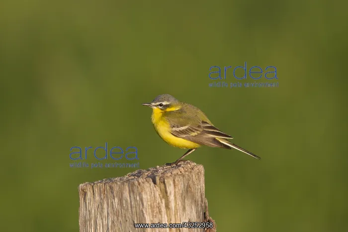 : Yellow Wagtail - male perched on post - Germany : Yellow Wagtail - male perched on post - Germany