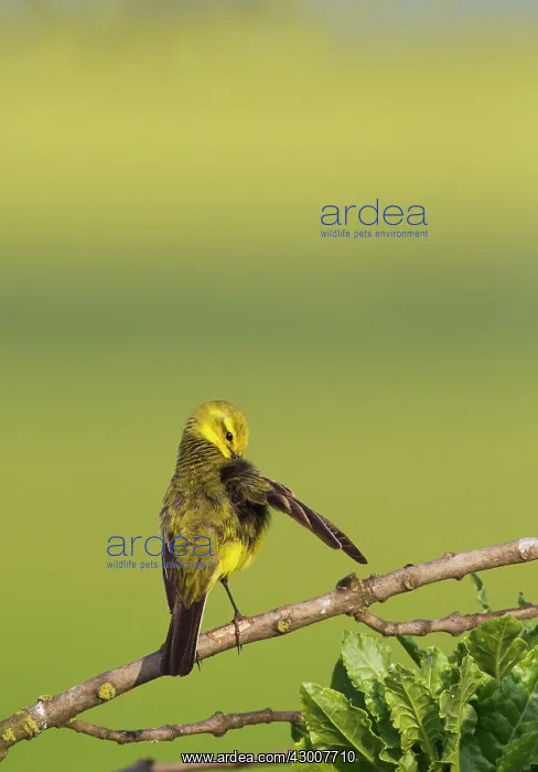  : Yellow Wagtail male preening 16850
