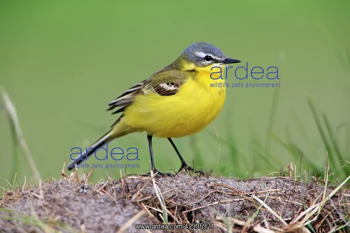 : Yellow Wagtail - male resting on meadow Island of : Yellow Wagtail - male resting on meadow Island of
