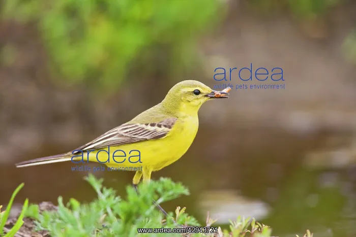  : Yellow wagtail - male side view
