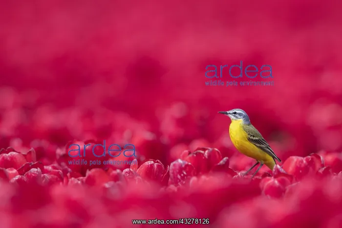 : Yellow Wagtail (Motacilla flava) in a field of : Yellow Wagtail (Motacilla flava) in a field of