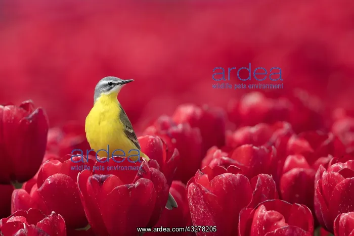 : Yellow Wagtail (Motacilla flava) male in a fiel : Yellow Wagtail (Motacilla flava) male in a fiel