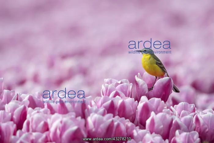 : Yellow Wagtail (Motacilla flava) male in a fiel : Yellow Wagtail (Motacilla flava) male in a fiel