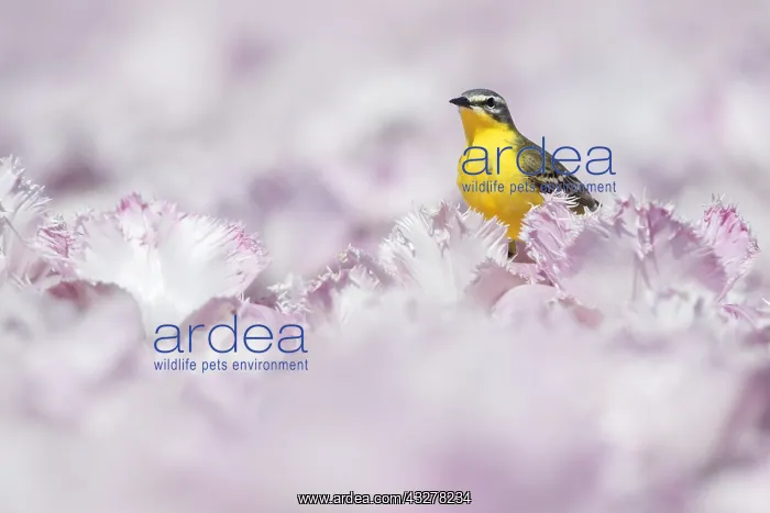 : Yellow Wagtail (Motacilla flava) male in a fiel : Yellow Wagtail (Motacilla flava) male in a fiel