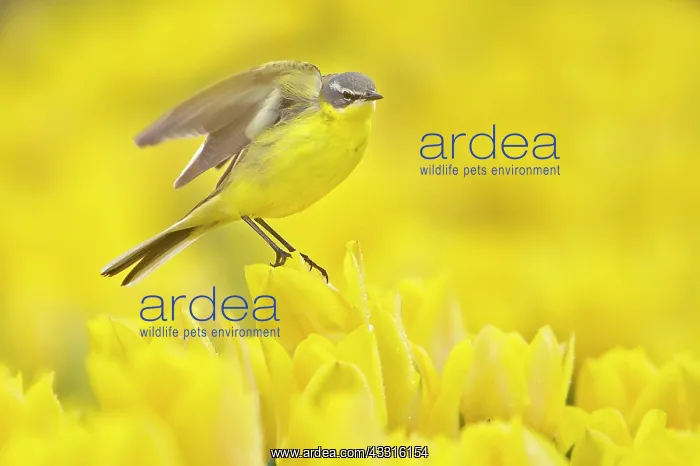 : Yellow Wagtail (Motacilla flava) male in a field of yellow t : Yellow Wagtail (Motacilla flava) male in a field of yellow t