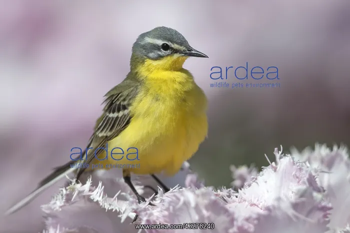  : Yellow Wagtail (Motacilla flava) male perched o