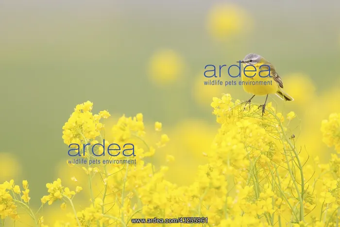 : Yellow Wagtail (Motacilla flava) male sitting i : Yellow Wagtail (Motacilla flava) male sitting i
