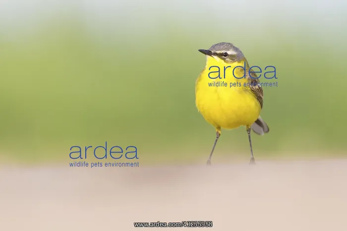  : Yellow Wagtail (Motacilla flava) male standing