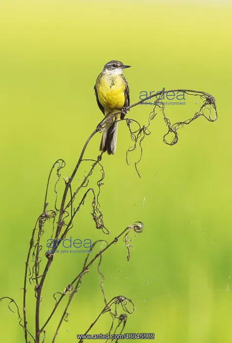 : Yellow Wagtail (Motacilla flava). In a rice field : Yellow Wagtail (Motacilla flava). In a rice field