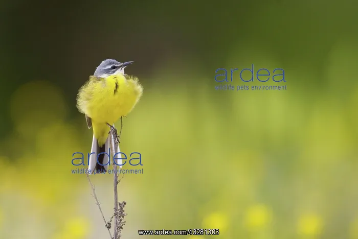: Yellow wagtail (Motacilla flava) sitting on a branch : Yellow wagtail (Motacilla flava) sitting on a branch
