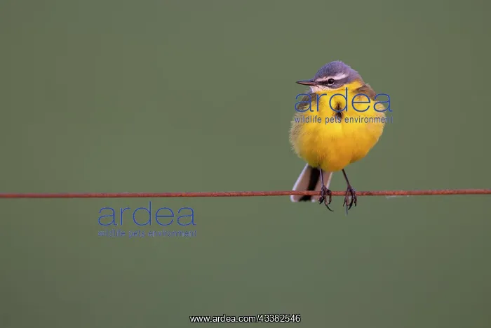 : Yellow Wagtail (Motocilla flava), resting on a pasture : Yellow Wagtail (Motocilla flava), resting on a pasture