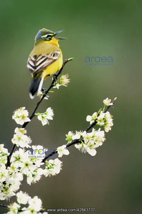 : Yellow Wagtail - singing on blackthorn : Yellow Wagtail - singing on blackthorn
