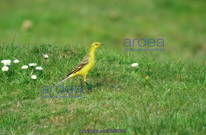 : YELLOW WAGTAIL - standing on grass : YELLOW WAGTAIL - standing on grass