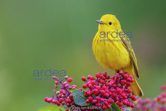 : Yellow warble male, perched atop hawthorn berries : Yellow warble male, perched atop hawthorn berries