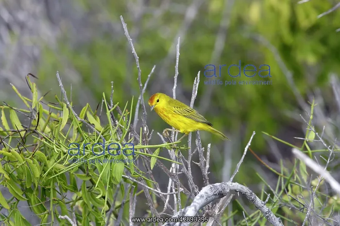 : Yellow Warbler : Yellow Warbler