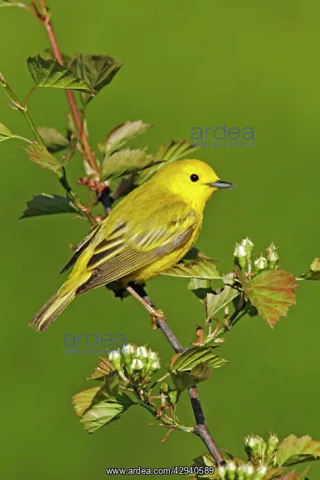  : Yellow Warbler