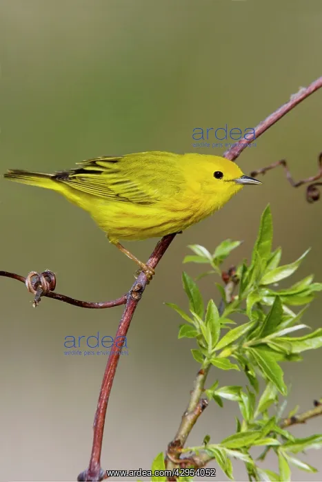  : Yellow Warbler