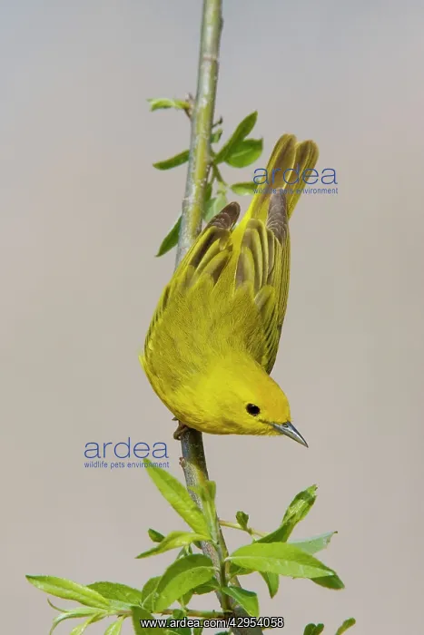 : Yellow Warbler : Yellow Warbler