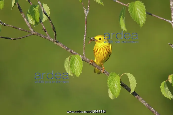  : Yellow Warbler