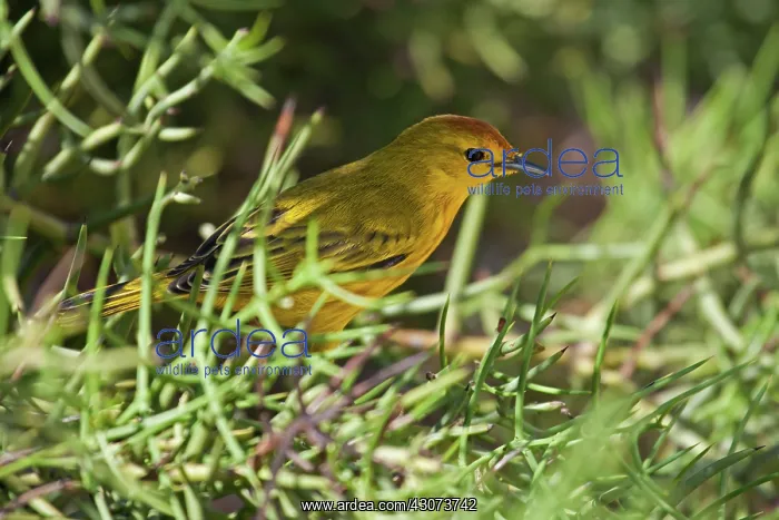: Yellow Warbler : Yellow Warbler