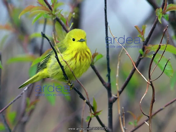: Yellow Warbler : Yellow Warbler