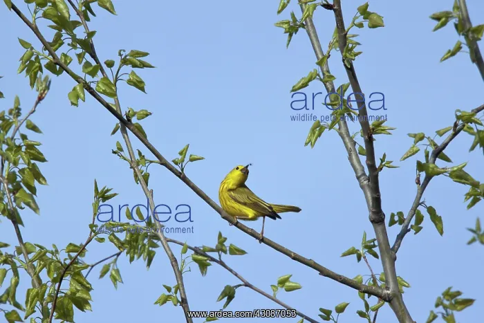 : Yellow Warbler : Yellow Warbler