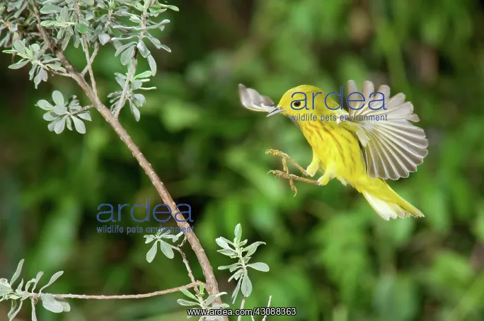 : Yellow Warbler : Yellow Warbler