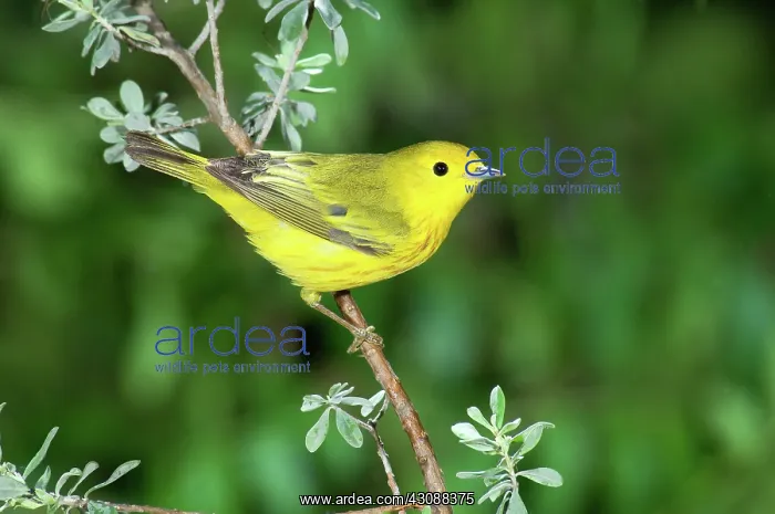  : Yellow Warbler