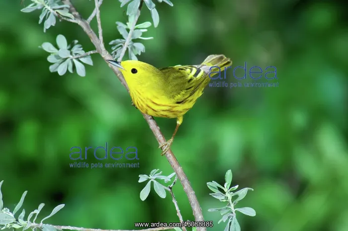 : Yellow Warbler : Yellow Warbler