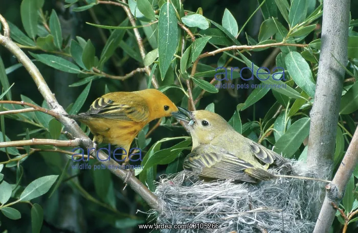 : Yellow Warbler : Yellow Warbler