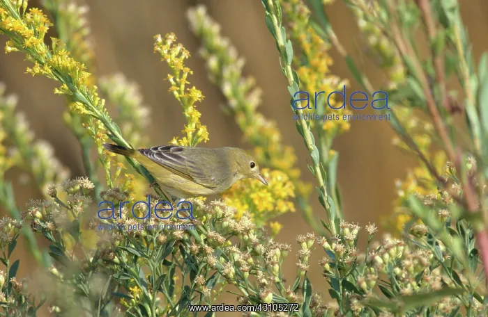 : Yellow Warbler : Yellow Warbler