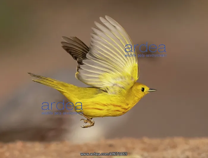 : Yellow warbler, Arizona, USA : Yellow warbler, Arizona, USA