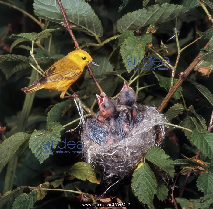 : Yellow Warbler with Chicks : Yellow Warbler with Chicks