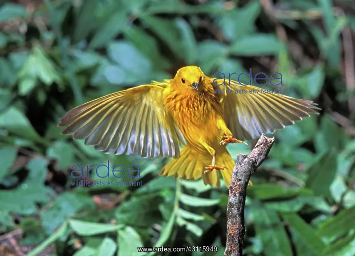 : Yellow Warbler (Dendroica petechia) : Yellow Warbler (Dendroica petechia)