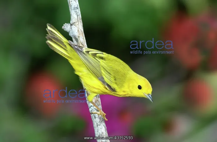 : Yellow Warbler (Dendroica petechia) : Yellow Warbler (Dendroica petechia)