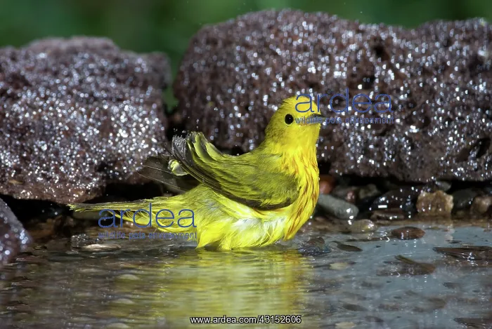 : Yellow Warbler (Dendroica petechia) : Yellow Warbler (Dendroica petechia)