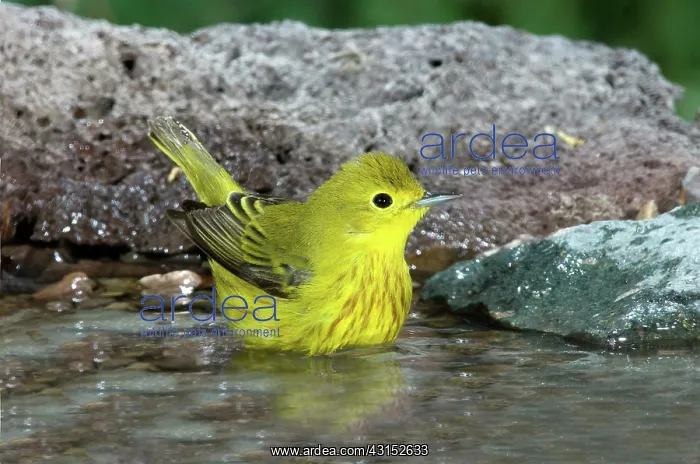 : Yellow Warbler (Dendroica petechia) : Yellow Warbler (Dendroica petechia)