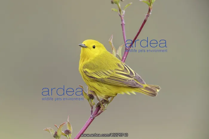 : Yellow Warbler, Dendroica petechia. Male in breeding territo : Yellow Warbler, Dendroica petechia. Male in breeding territo