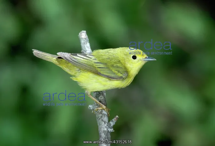 : Yellow Warbler (Dendroica petechia) female : Yellow Warbler (Dendroica petechia) female