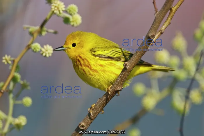 : Yellow Warbler (Dendroica petechia) male : Yellow Warbler (Dendroica petechia) male