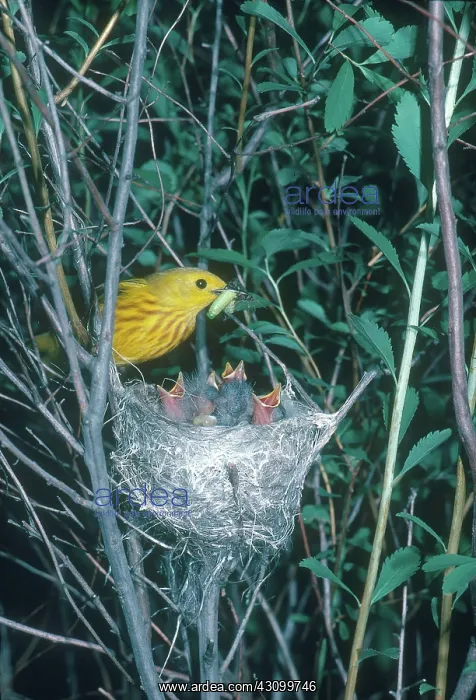 : Yellow Warbler Feeding Chicks : Yellow Warbler Feeding Chicks