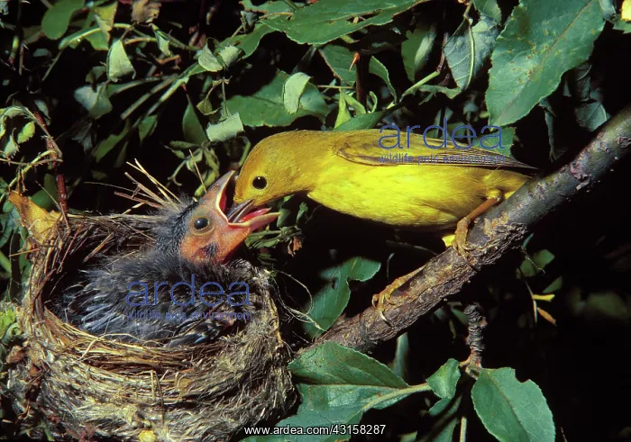 : Yellow warbler feeds cowbird chick : Yellow warbler feeds cowbird chick
