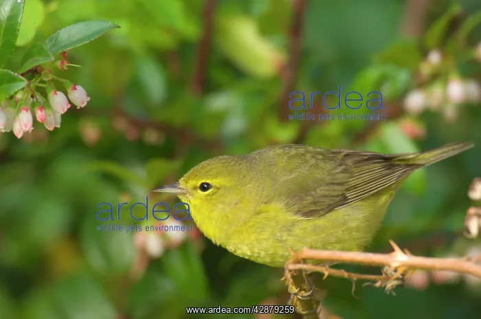 : Yellow Warbler - Female perched on branch, Spring : Yellow Warbler - Female perched on branch, Spring