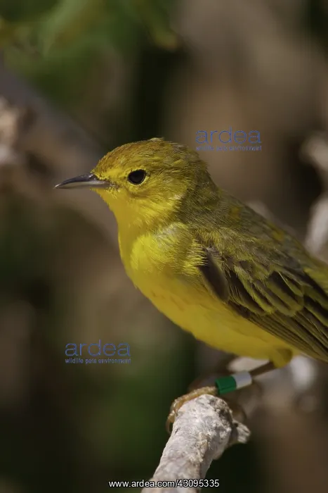 : Yellow Warbler with leg band : Yellow Warbler with leg band