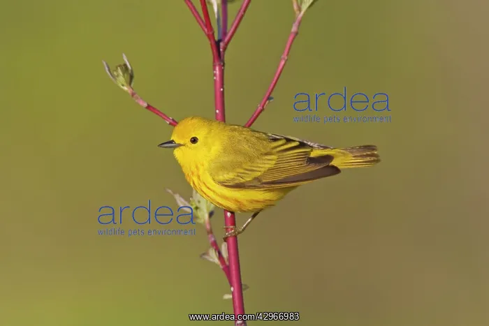 : Yellow Warbler - male : Yellow Warbler - male