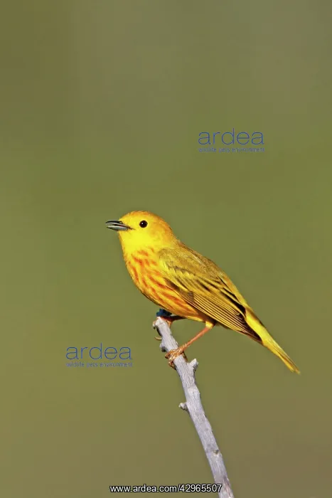 : Yellow Warbler - male - in May : Yellow Warbler - male - in May