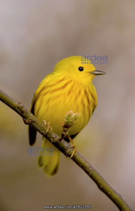 : Yellow Warbler - male. A plump short-tailed warbler : Yellow Warbler - male. A plump short-tailed warbler